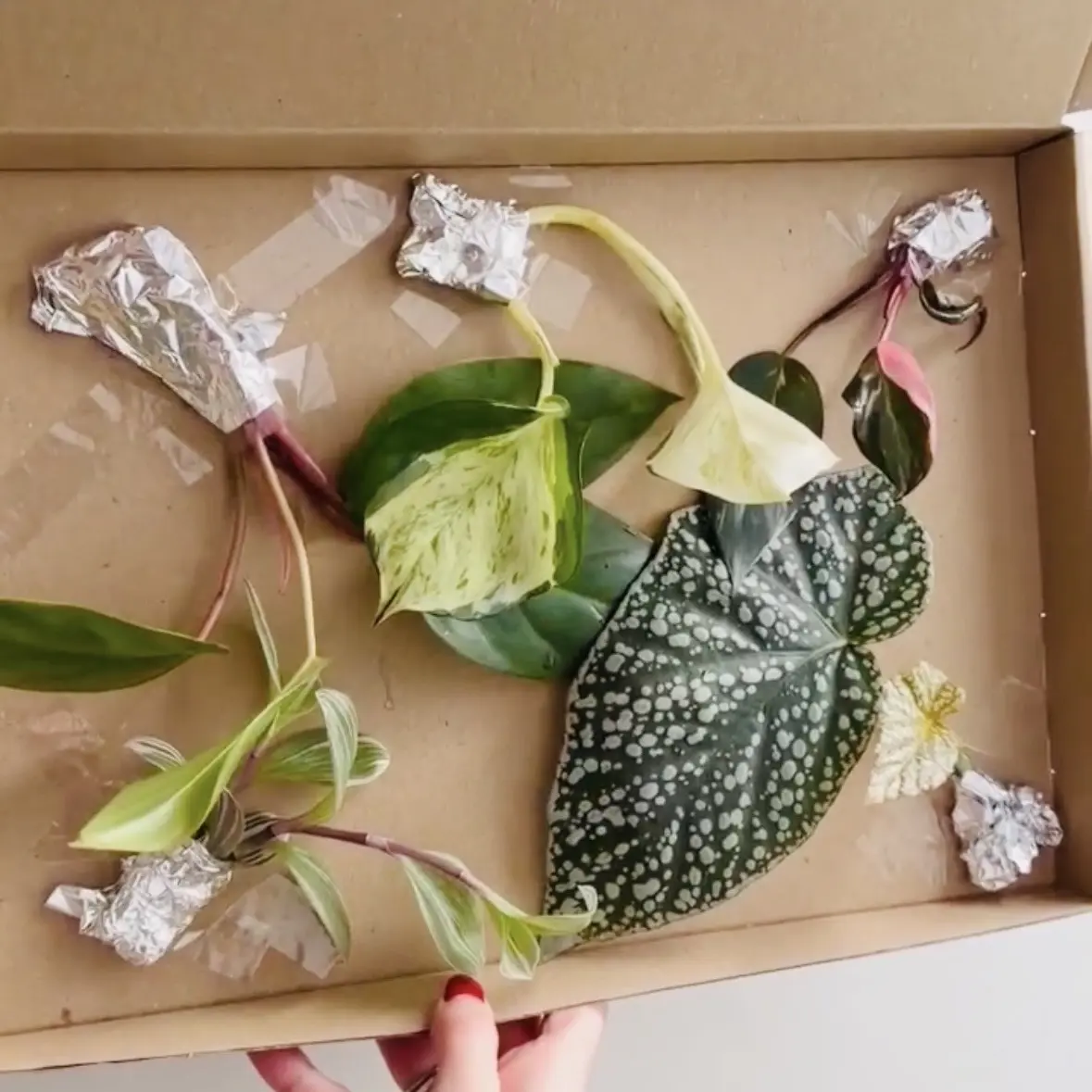 Plant Lover — 5 stekjes afbeelding