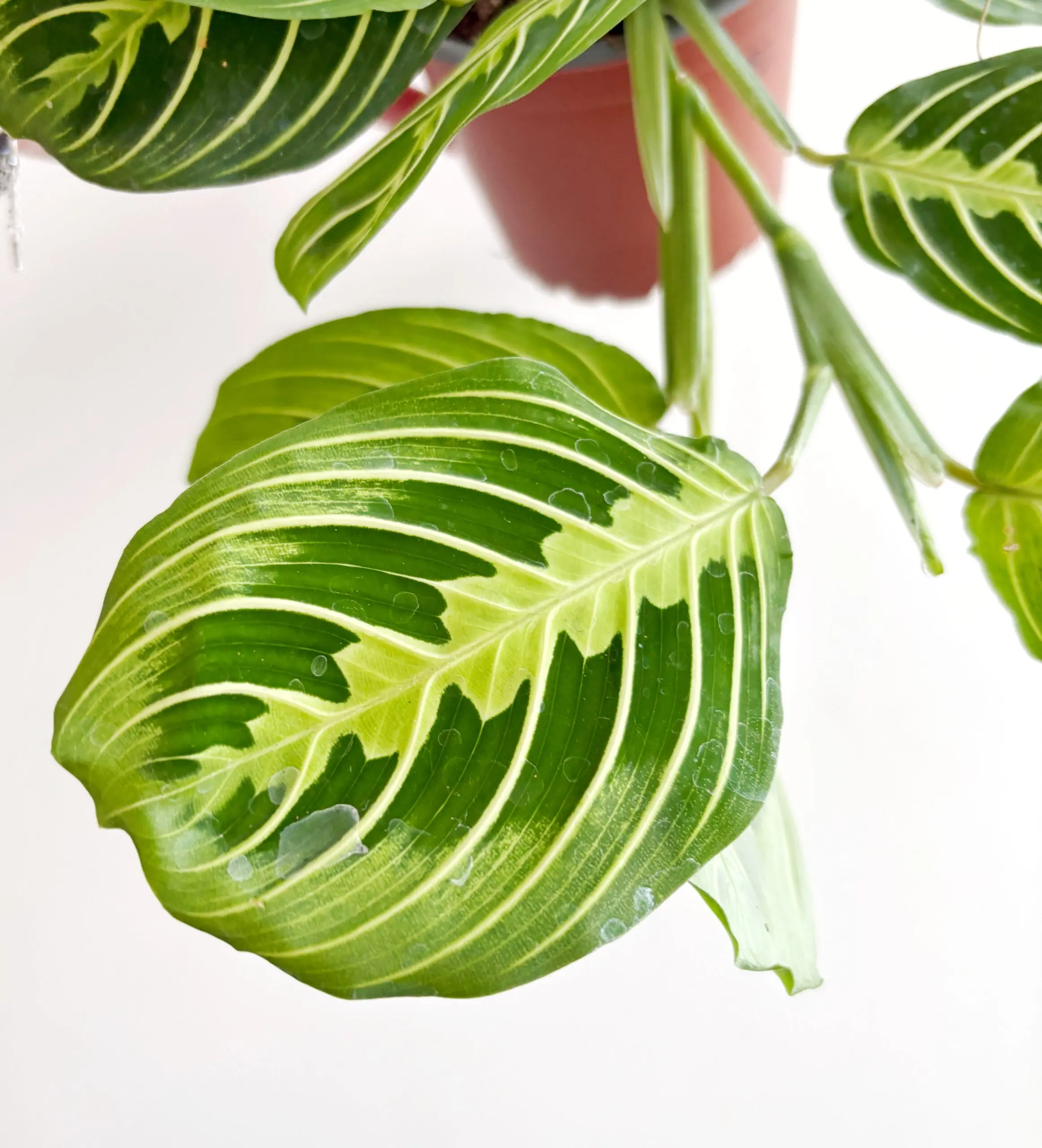 Maranta Lemon Lime afbeelding