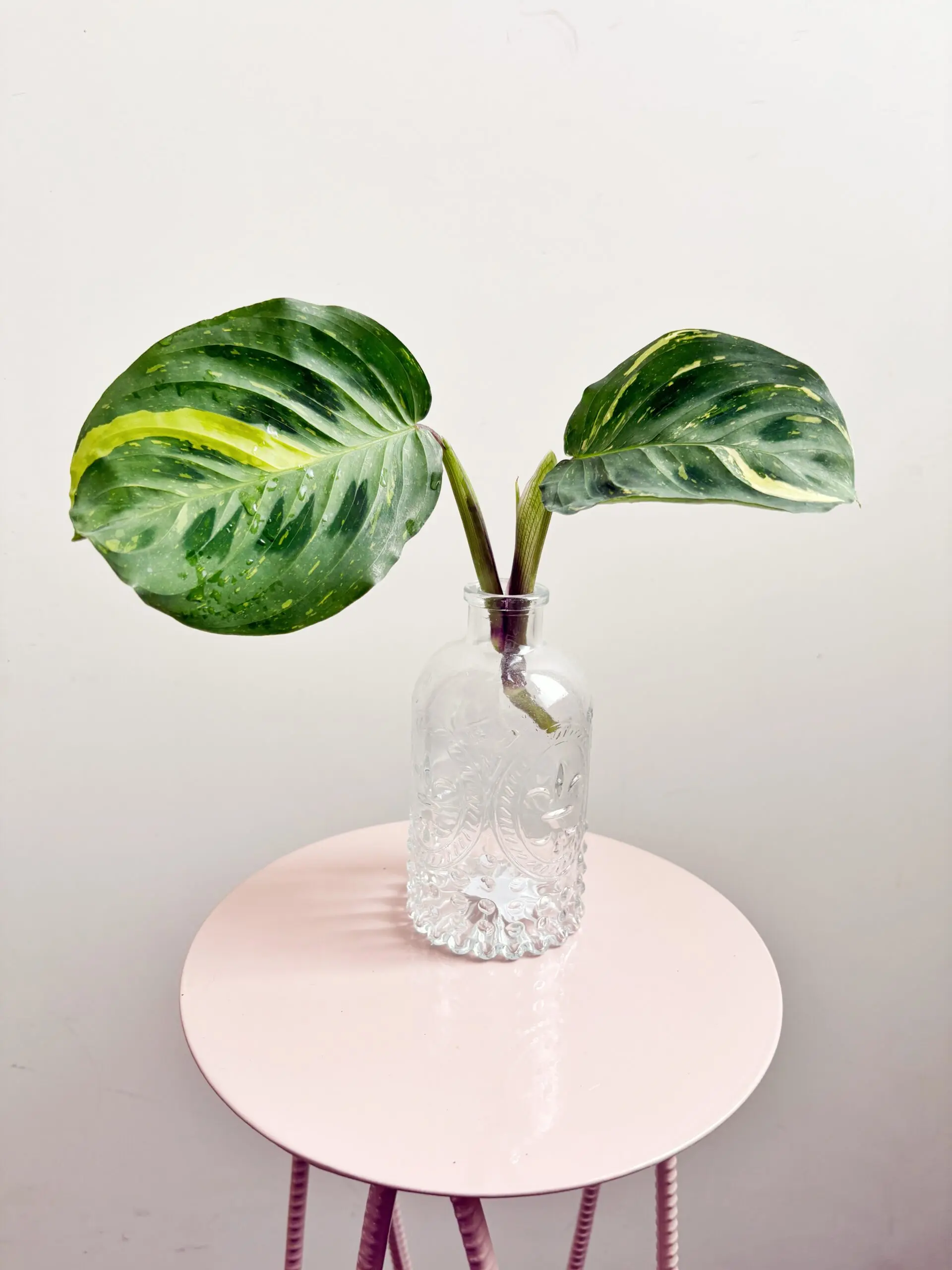 Maranta Leuconeura Kerchoveana Variegata afbeelding