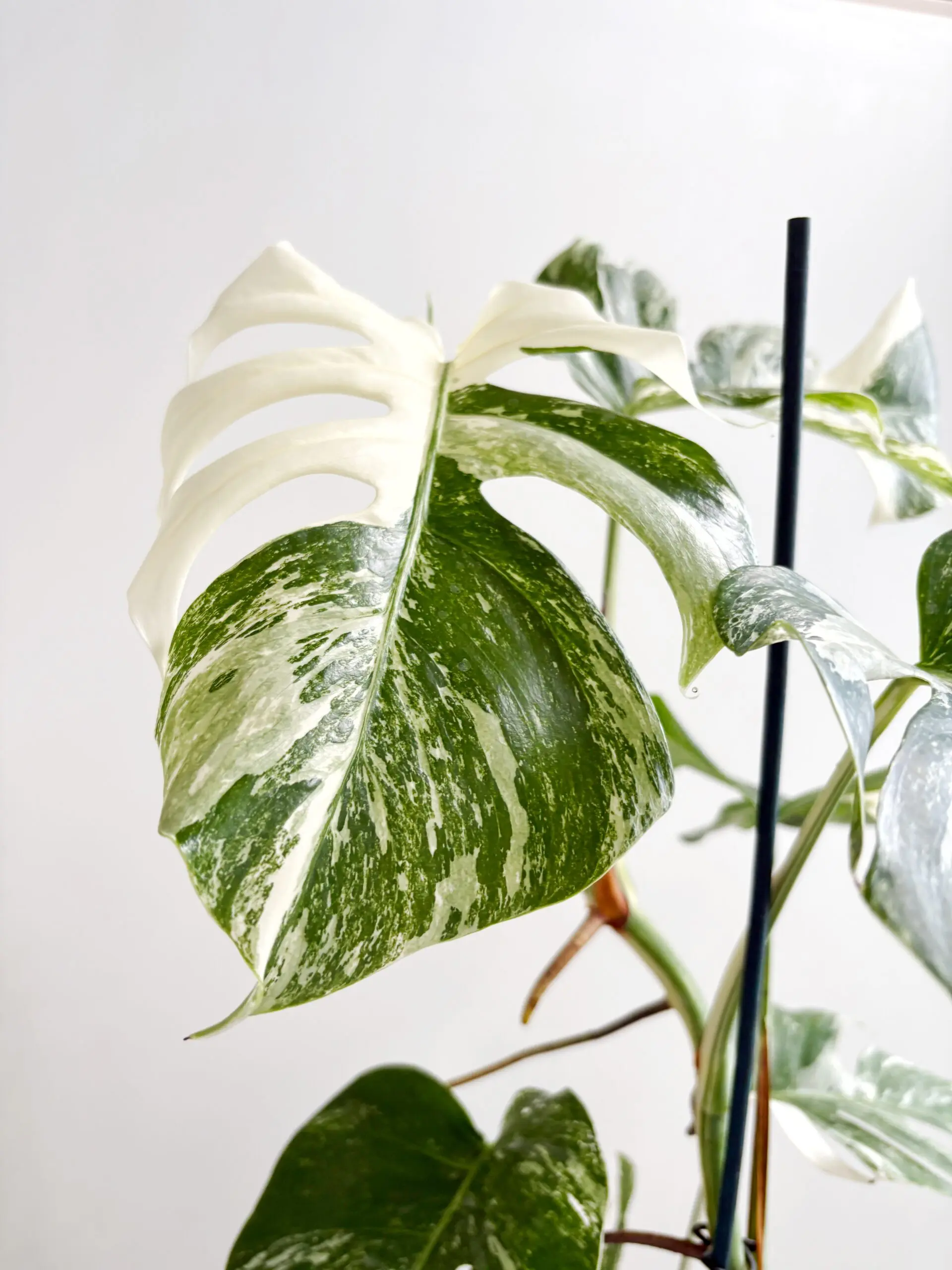 Monstera Albo Variegata afbeelding