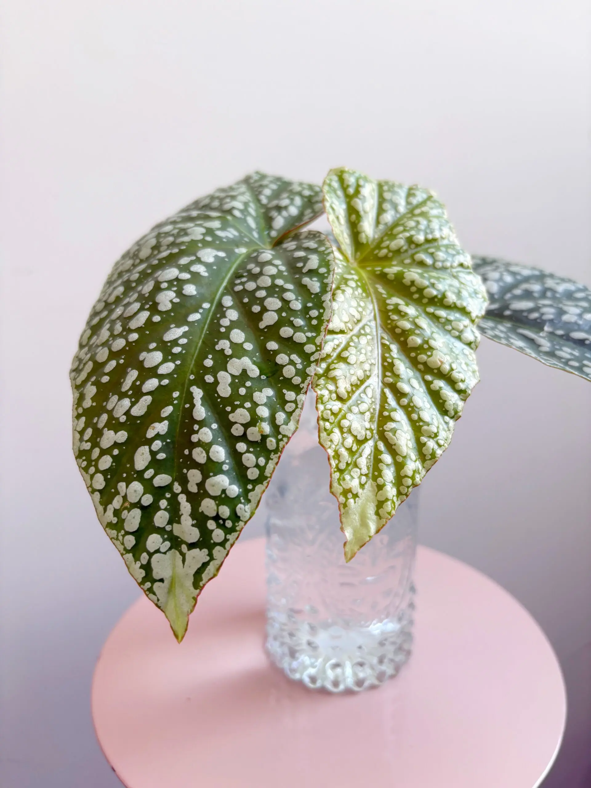 Begonia ‘Corallina de Lucerna’ afbeelding