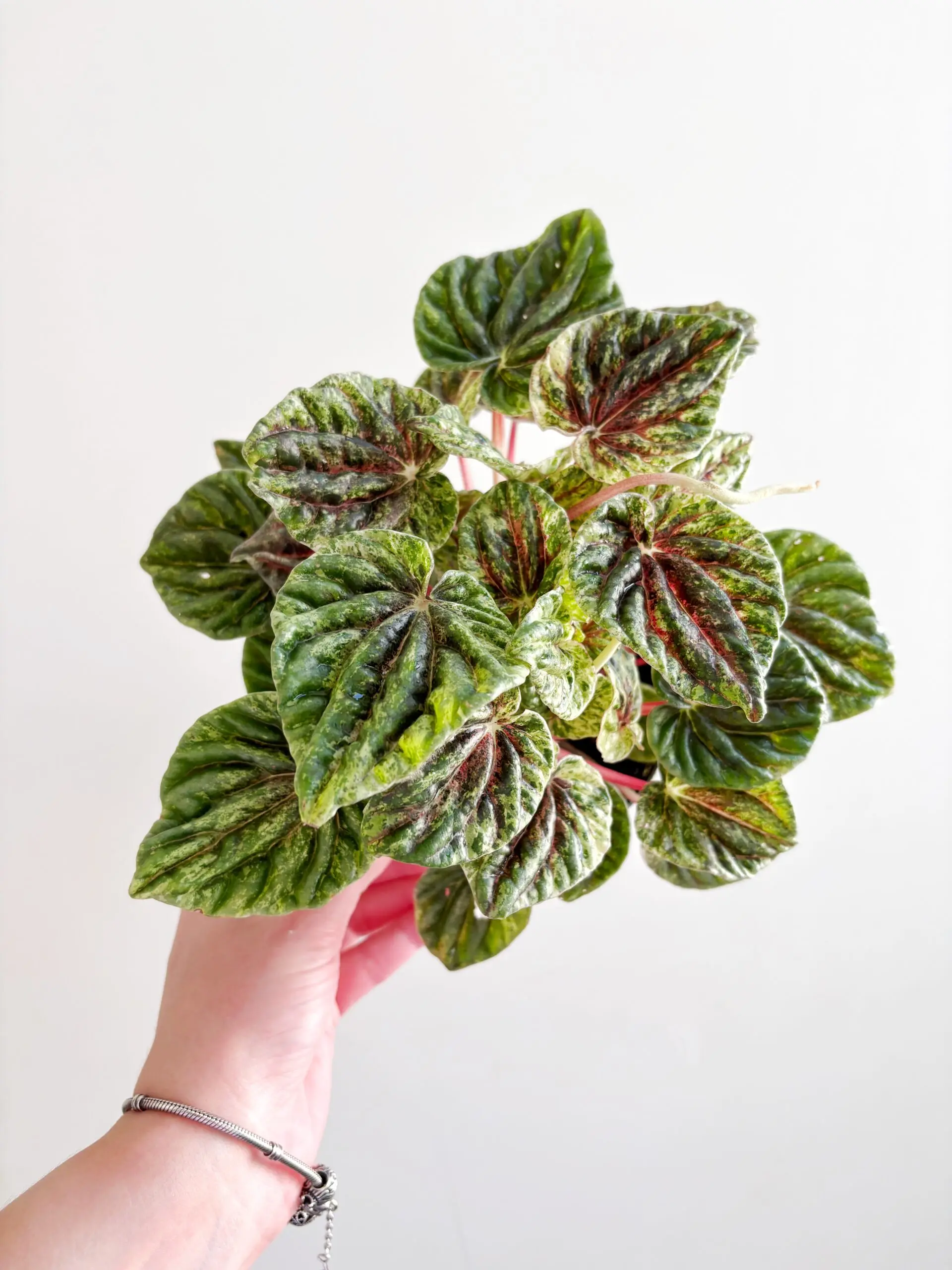 Peperomia Buenos Aires Variegata afbeelding