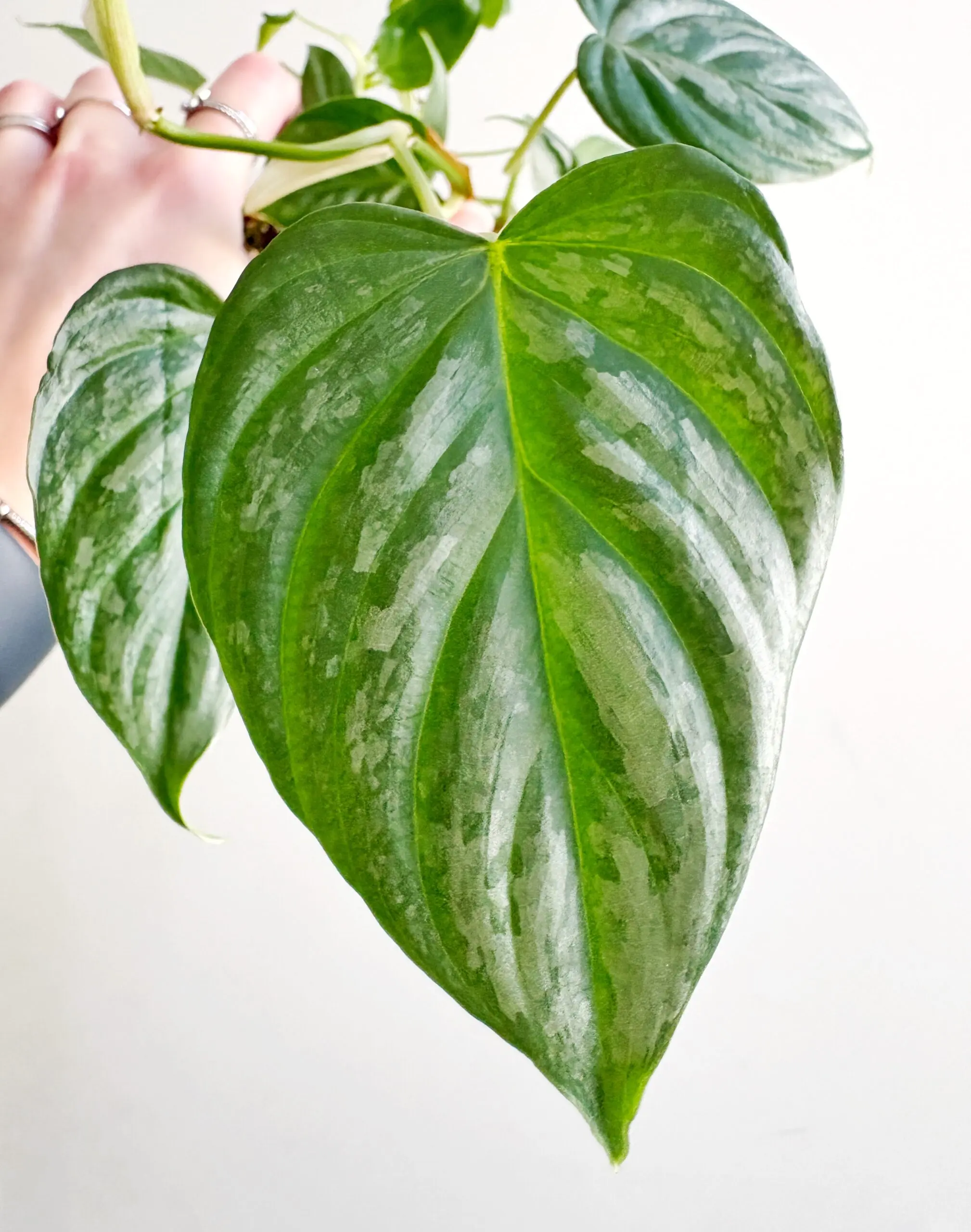 Philodendron Majestic afbeelding