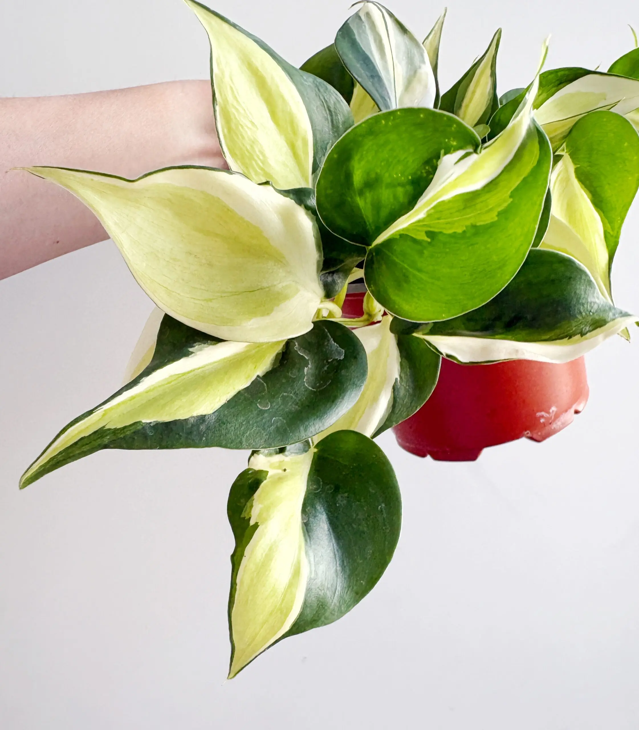 Philodendron Scandens Rio afbeelding