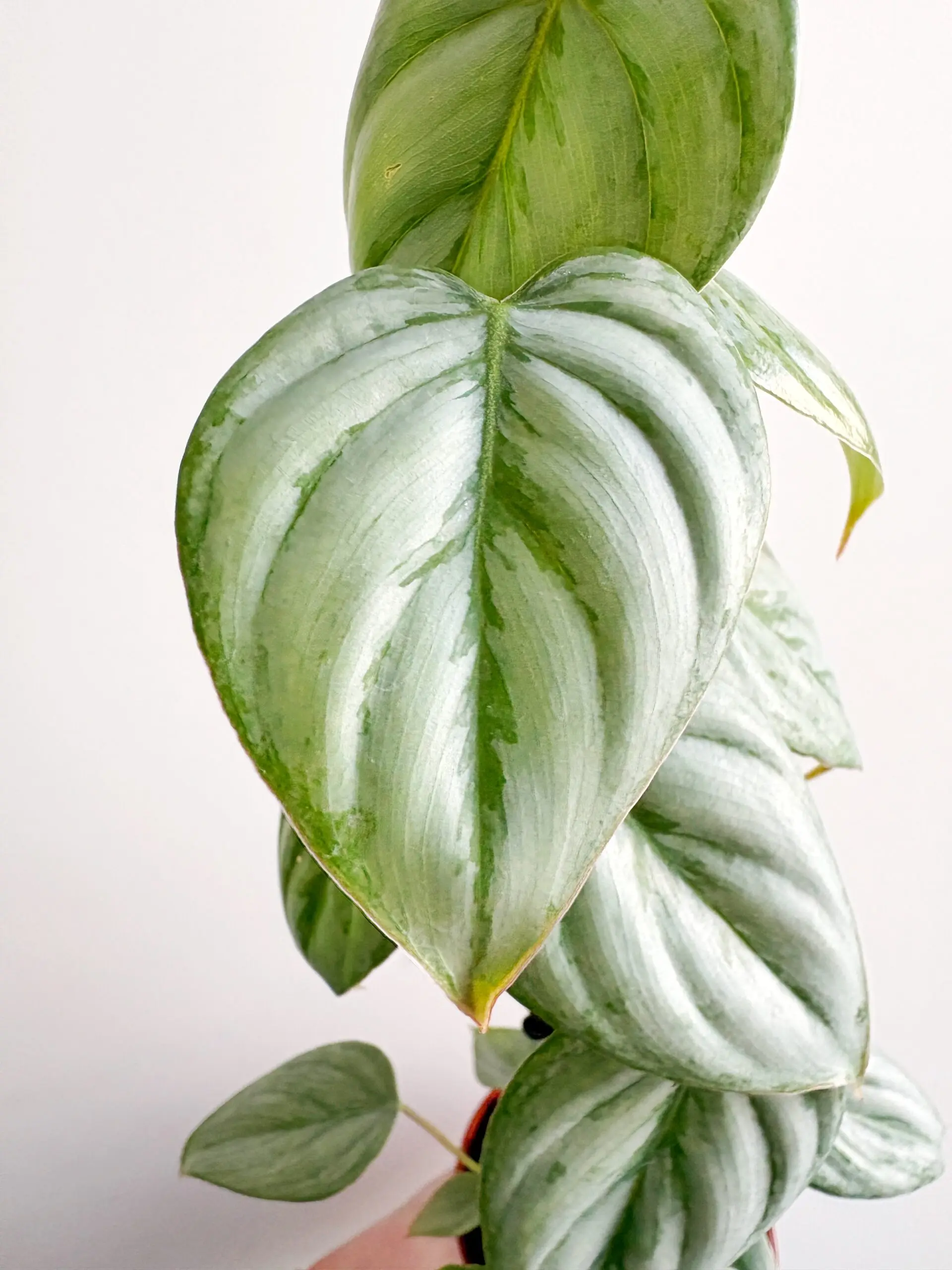 Philodendron Sodiroi afbeelding