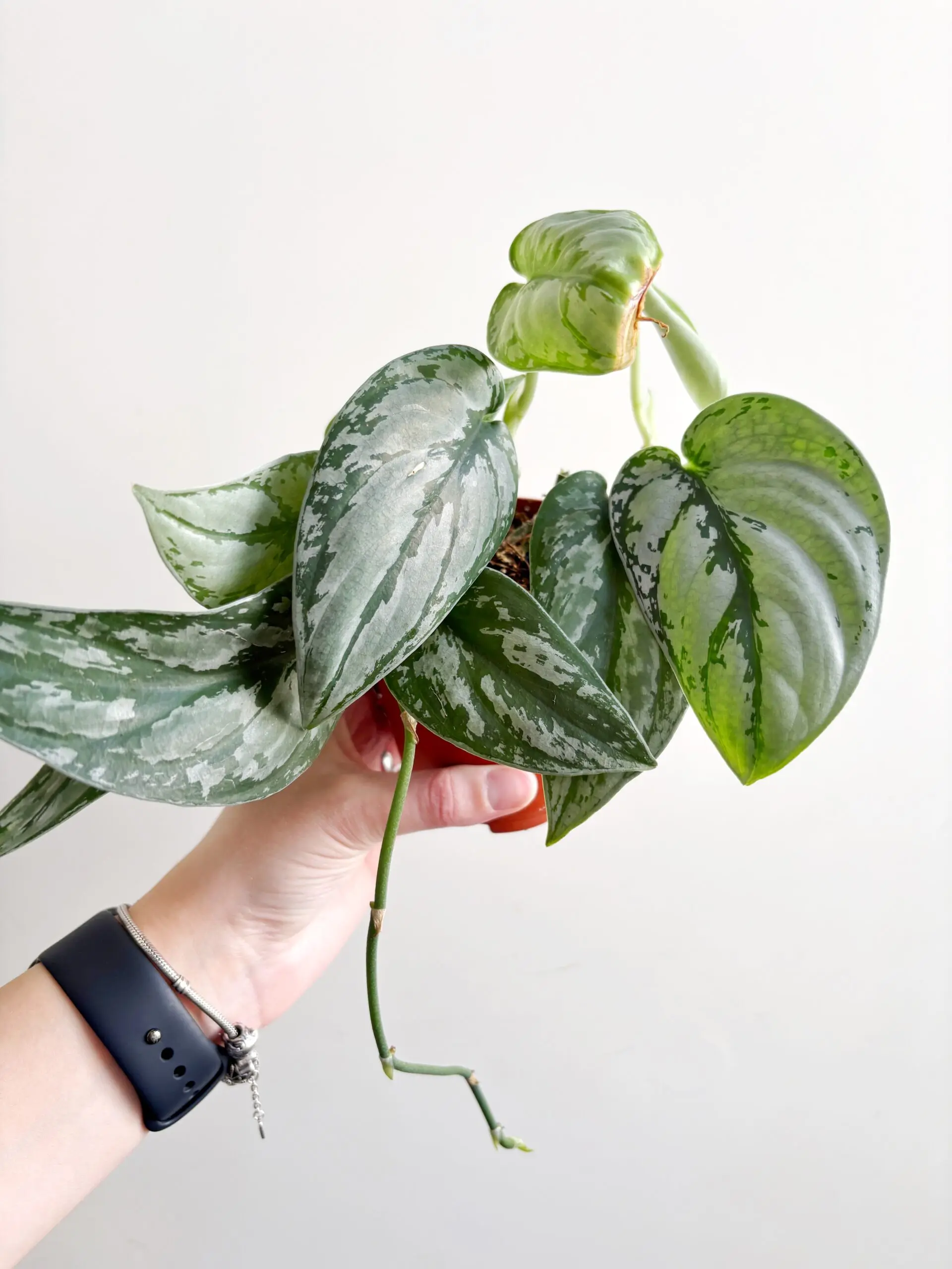 Scindapsus sp. Kalimantan afbeelding