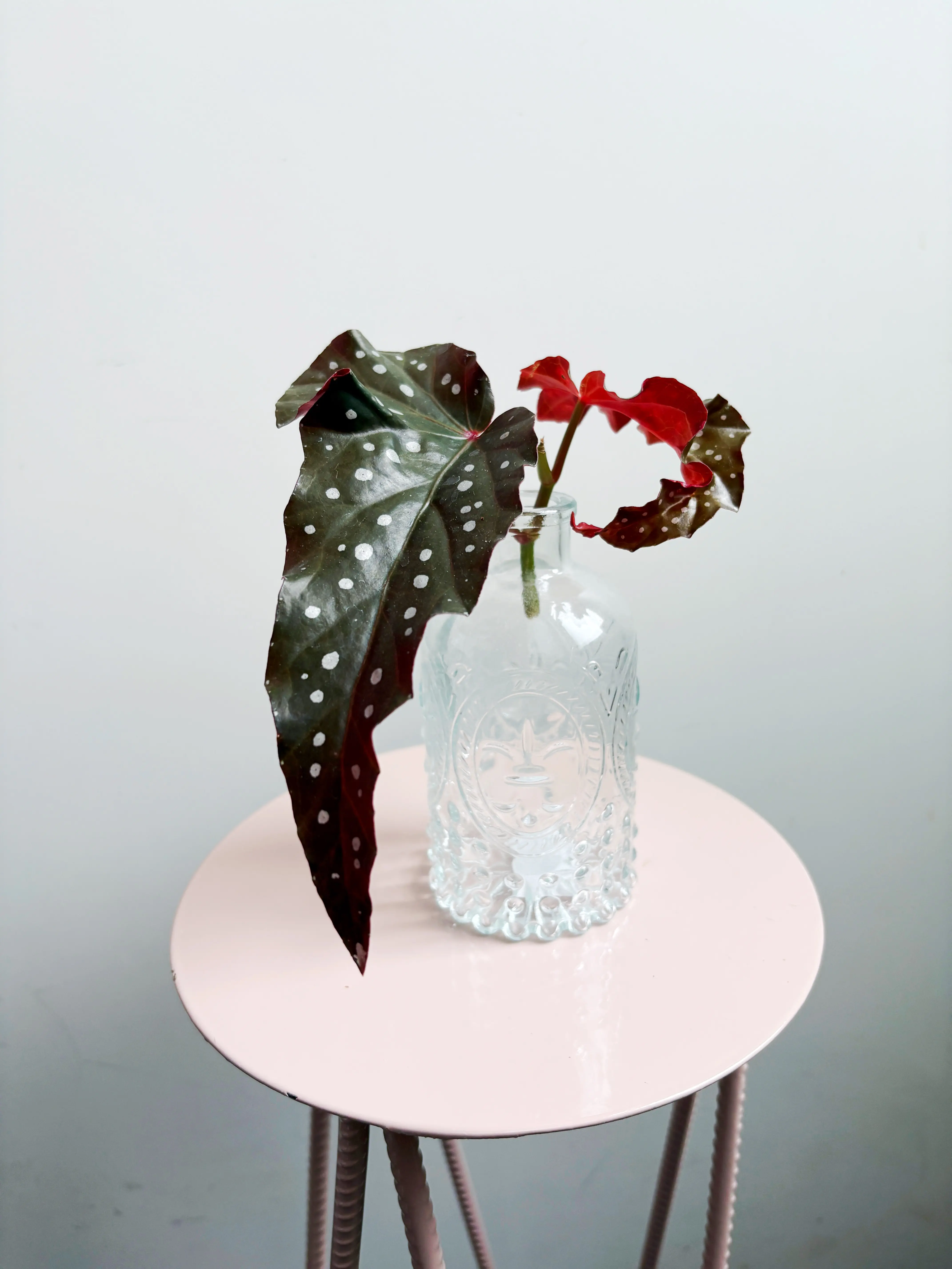 Begonia Maculata 'Black Forest' afbeelding