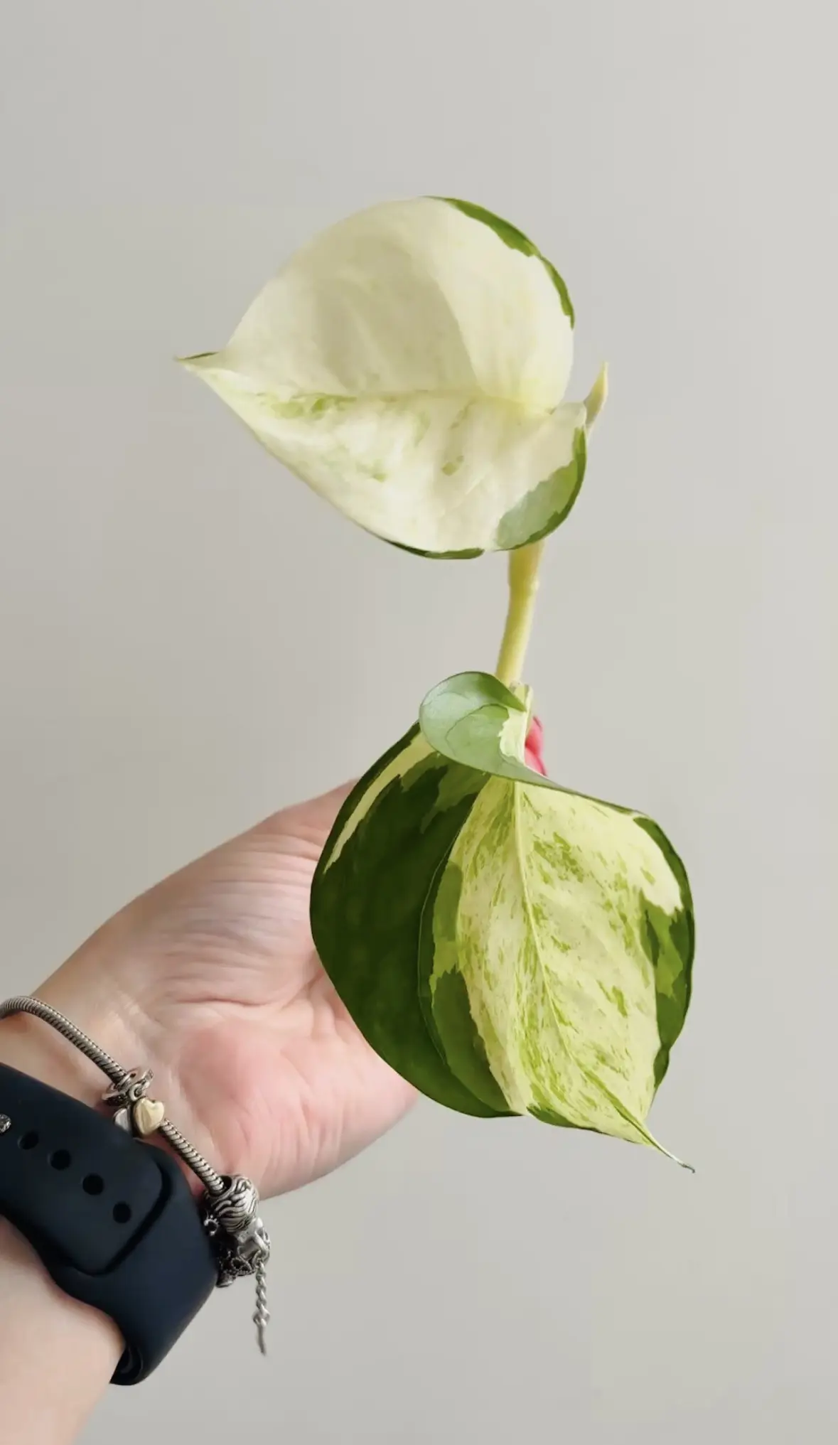 Epipremnum Manjula 'Happy Leaf' afbeelding