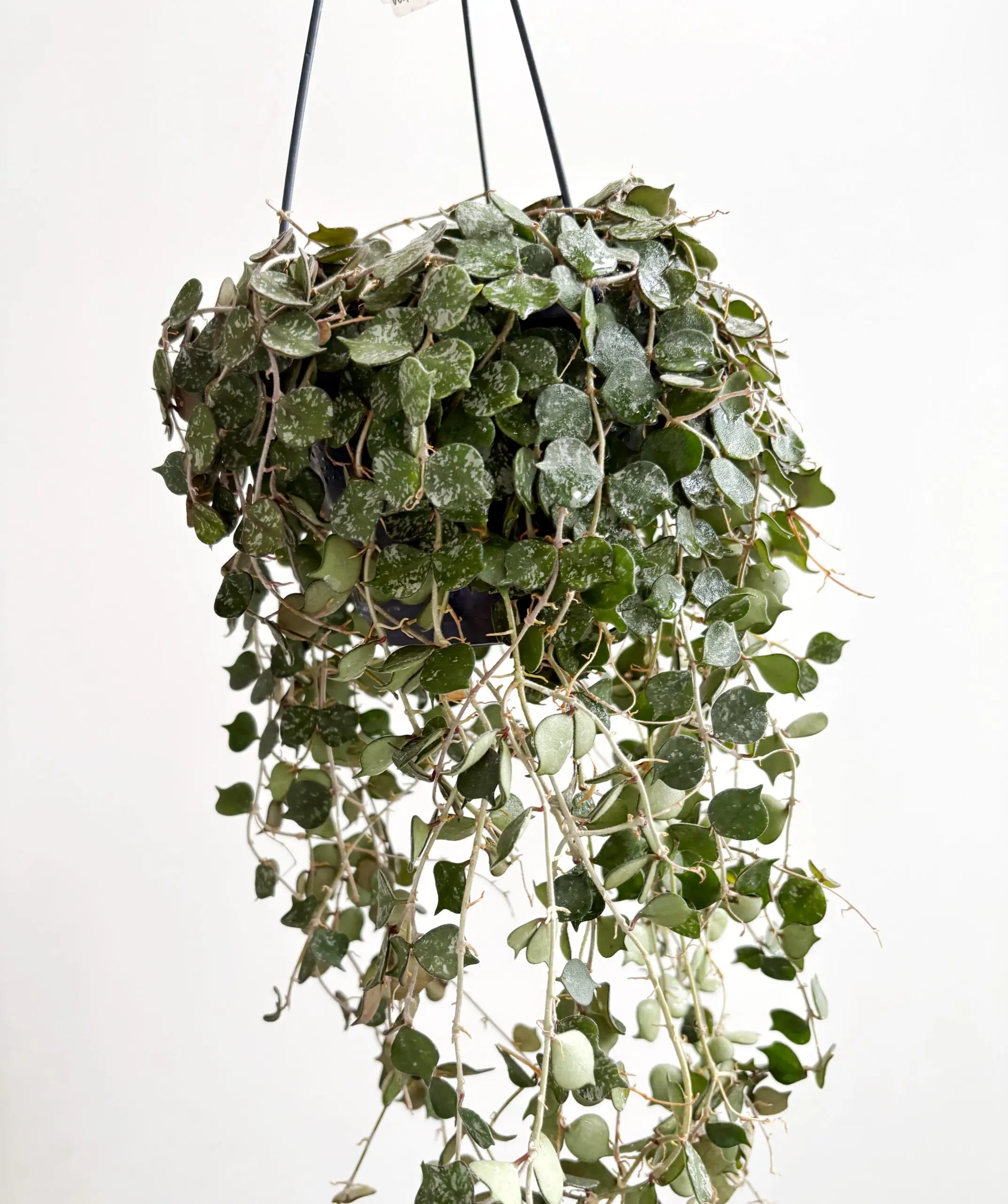 Hoya Curtisii afbeelding